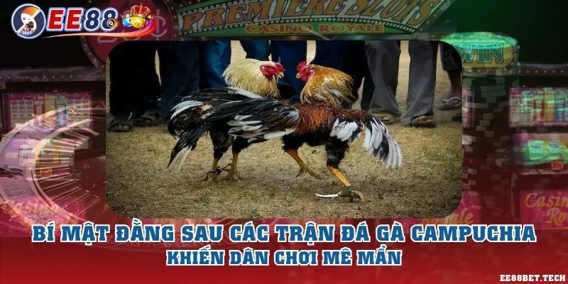 Bí mật đằng sau các trận đá gà Campuchia khiến dân chơi mê mẩn