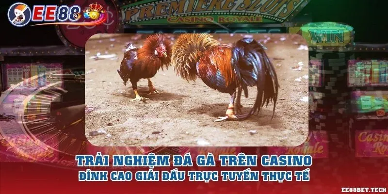 Trải nghiệm đá gà trên casino - Đỉnh cao giải đấu trực tuyến thực tế